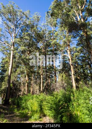 Karri (Eucalyptus diversicolor), Mount-Frankland-Nationalpark, Walpole, Westaustralien Stockfoto