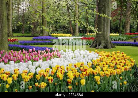 Keukenhof Gärten in SpringTulip Betten und andere Frühlingsblumen Niederlande PL001504 Stockfoto