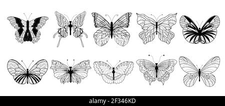 Schmetterlinge Set. Gezeichnete Schmetterlinge auf einem weißen isolierten Hintergrund. Flügel. vektorgrafik. Stock Vektor