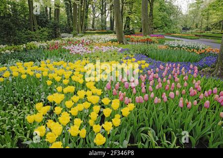 Keukenhof Gärten in SpringTulip Betten und andere Frühlingsblumen Niederlande PL001512 Stockfoto