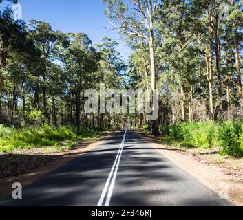 South Western Highway durch Karri (Eucalyptus diversicolor) Wald, Mount Frankland National Park, Walpole, Western Australia Stockfoto