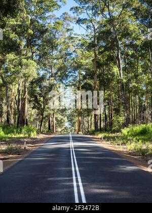 South Western Highway durch Karri (Eucalyptus diversicolor) Wald, Mount Frankland National Park, Walpole, Western Australia Stockfoto