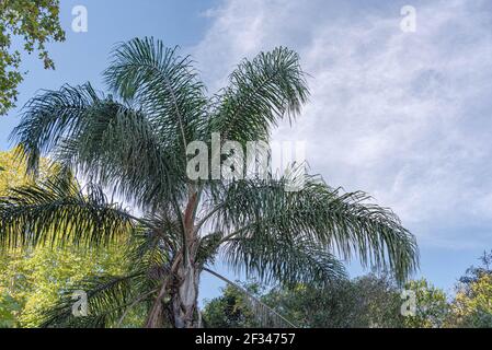 Jeriva-Palme mit grünen Früchten. Einheimische Palme des Atlantischen Waldes, in Brasilien, und kann auch in seinen verbundenen Ökosystemen wie restinga gefunden werden Stockfoto