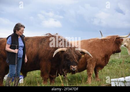 Bäuerin, Lesley Matheson, Highland Cattle, Isle of Lewis, Western Isles, Schottland. VEREINIGTES KÖNIGREICH Stockfoto