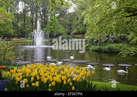 Keukenhof Gärten in SpringTulip Betten und andere Frühlingsblumen Niederlande PL001536 Stockfoto