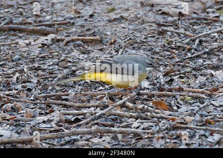 Grau Wagtail auf dem Boden Forst von Dean UK Stockfoto