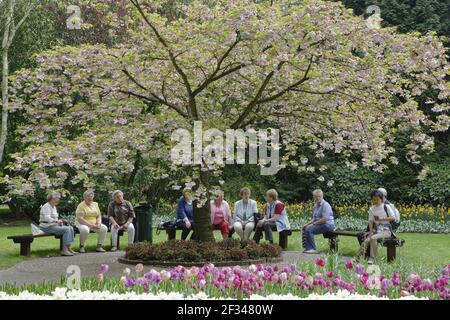 Keukenhof Gärten in SpringTulip Betten und andere Frühlingsblumen Niederlande PL001546 Stockfoto