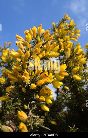 Gelber Gorse Blauer Himmel im Porträt Stockfoto