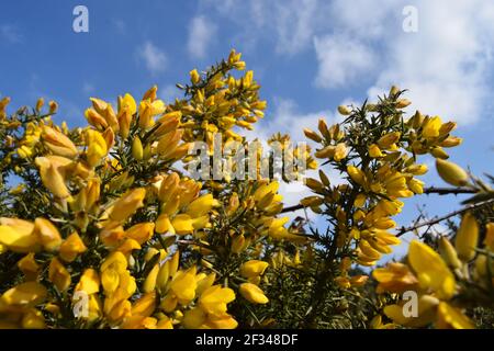 Gelber Gorse Blauer Himmel in der Landschaft Stockfoto