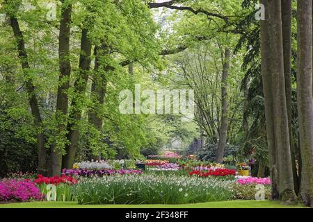 Keukenhof Gärten in SpringTulip Betten und andere Frühlingsblumen Niederlande PL001554 Stockfoto