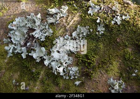 Flechten und Moos auf Bark Stockfoto