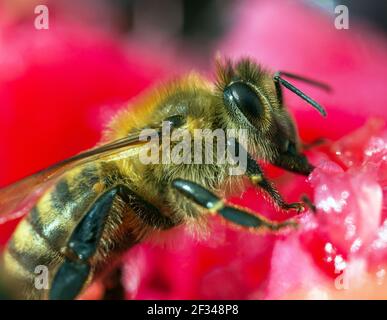 Detail der Biene oder Honigbiene in Latein APIs Mellifera, europäische oder westliche Honigbiene auf der roten Blume sitzend Stockfoto