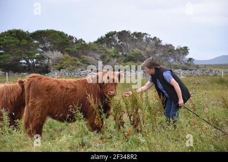 Bäuerin, Lesley Matheson, Highland Cattle, Isle of Lewis, Western Isles, Schottland. VEREINIGTES KÖNIGREICH Stockfoto