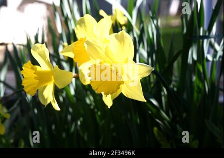 Im Frühling bringen diese schönen gelben Blüten Farbe und Farbe Leben im Garten Stockfoto