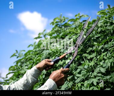 Der alte Gärtner schneidet den Busch mit großen alten Metallscheren. Gartenpflege. Stockfoto