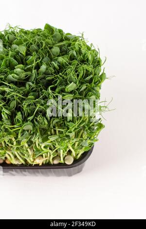 Gekeimt Erbsensprossen in einer Plastikbox auf weißem Hintergrund, Bio gesunde Microgreens Stockfoto