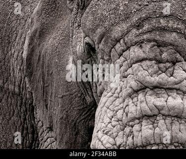 Nahaufnahme des afrikanischen Buschelefanten (Loxodonta africana) im Ngorongoro Krater, Tansania Stockfoto