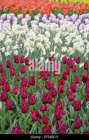 Gemischte TulpenblütenBedsKeukenhof Gardens Niederlande PL001635 Stockfoto