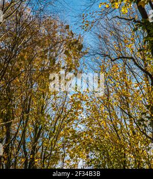 Licht im Himmel Raymond Boswell Stockfoto