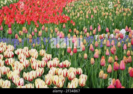 Gemischte TulpenblütenBedsKeukenhof Gardens Niederlande PL001641 Stockfoto