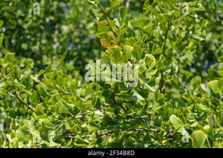Ginkgo biloba Baum. Selektiver Fokus. Stockfoto