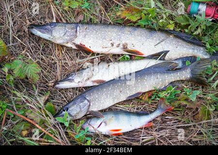 Ein paar Hecht auf das trockene Gras. Esox lucius Stockfoto