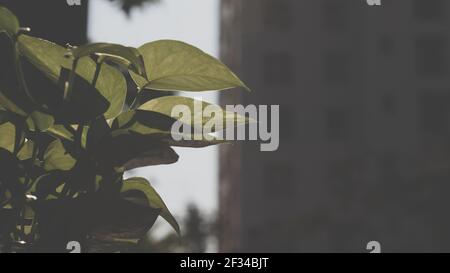 Das grüne Pothos (Epipremnum Aureum) Stock Foto Stockfoto