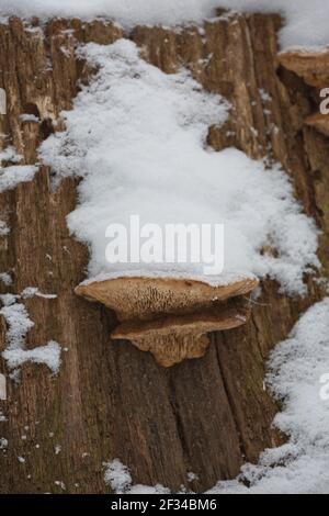 Nahaufnahme eines verfaulten Stumpfes mit schneebedeckten Baumpilzen auf einem horizontalen Stamm im Winter in Tschechien. Stockfoto