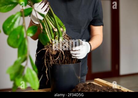 Die Hände des Mannes halten Zamioculcas Pflanze mit Wurzeln, repotting Blume innen, die Zimmerpflanze Topf Transplantation zu Hause, Hobbies und Freizeit, Hausgartenarbeit, Cu Stockfoto