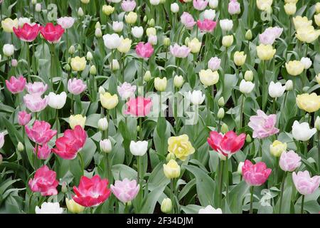 Gemischte TulpenblütenBedsKeukenhof Gardens Niederlande PL001698 Stockfoto