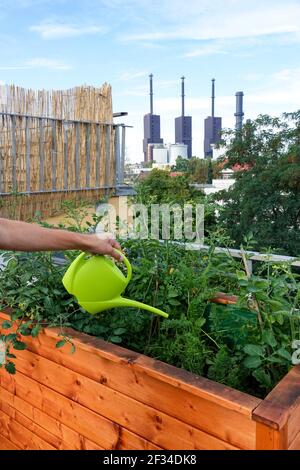 Mann bewässert Hochbeet, kleiner Garten auf dem Dach der Hausterrasse Berlin Deutschland Urban Garden City Garden Industrial Stockfoto