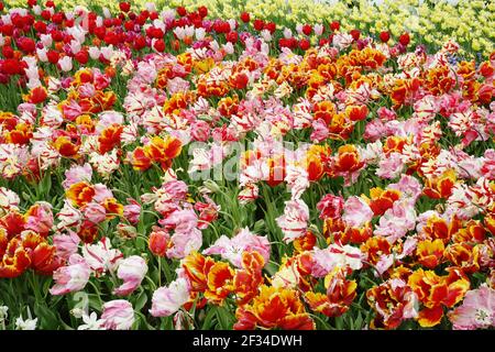 Gemischte TulpenblütenBedsKeukenhof Gardens Niederlande PL001711 Stockfoto