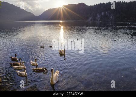 Geographie / Reisen, Deutschland, Bayern, Mute Swans (Cygnus olor), Sonnenuntergang, Alpsee, neben Füssen, Ostallgae, Freiheit Des Panoramas Stockfoto