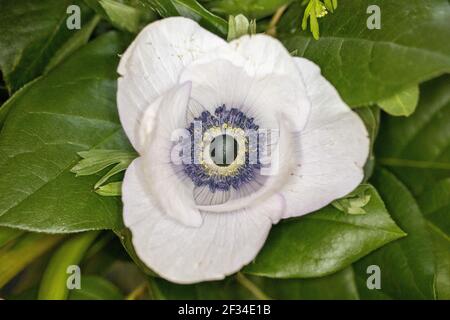 Nahaufnahme einer schwarz-weißen Mohnanemone oder Anemone coronaria - eine weiße Mohnblume, umgeben von Blättern In einem Strauß Stockfoto