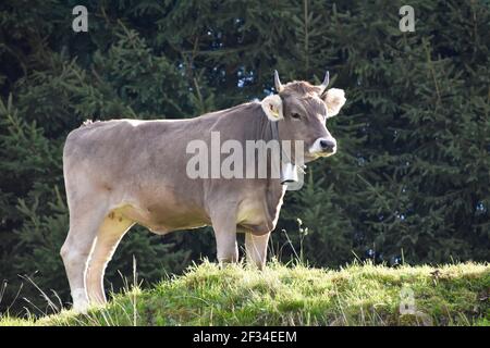 Kühe aus den Alpen, Entlebuchar Alpafahrt, Schweiz Stockfoto