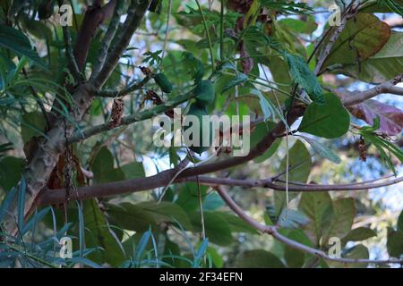 Wachsende rohe grüne Papaya auf einem Papaya-Baum, indien. Konzept für verbesserte Erträge, Bio-Landwirtschaft, natürlichen Gartenbau, hohe Erträge, moderne Kulturen Stockfoto