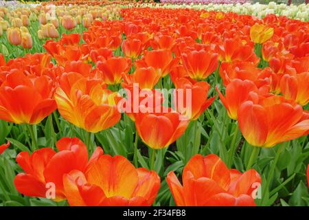 Gemischte TulpenblütenBedsKeukenhof Gardens Niederlande PL001730 Stockfoto