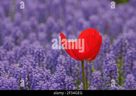 Rote Tulpe gegen Traube HyazinthKeukenhof Gardens Niederlande PL001765 Stockfoto