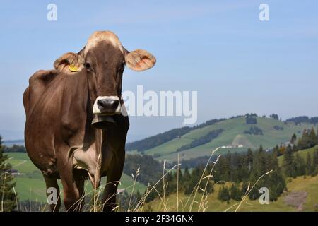 Kühe aus den Alpen, Entlebuchar Alpafahrt, Schweiz Stockfoto