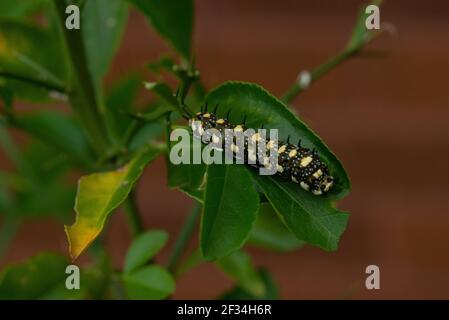 Junge Larve oder Raupe des Citrus Obstgarten Schmetterling. Stockfoto