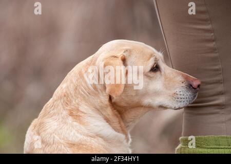 Gelbes labrador Retriever Kopfprofil Portrait. Der Hund lehnt sich an das Bein des Besitzers und hat eine rosa Nase Stockfoto