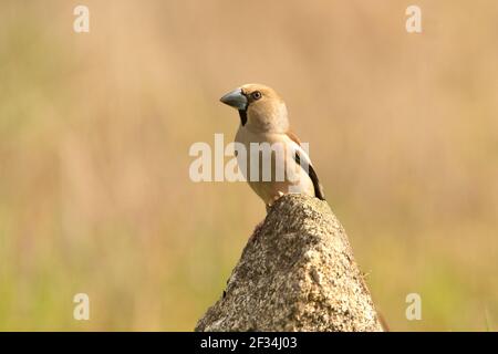 Hündin Hawfinch am ersten Tageslichteinfall mit rautendem Gefieder In ihrem Brutgebiet Stockfoto