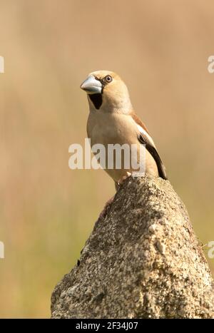 Hündin Hawfinch am ersten Tageslichteinfall mit rautendem Gefieder In ihrem Brutgebiet Stockfoto