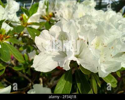 Blume Azalee blüht im Frühling. Hintergrund voller Blumen Japanische rosa Azalea. Stockfoto