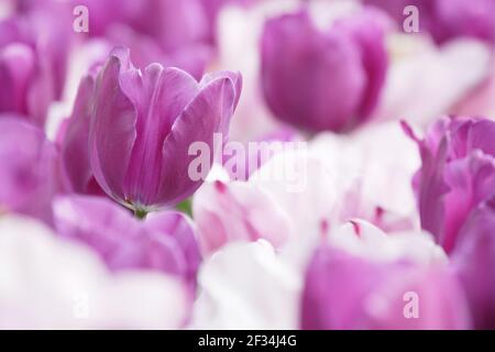 Tulip 'Violet Beauty'Keukenhof Gardens Niederlande PL001793 Stockfoto