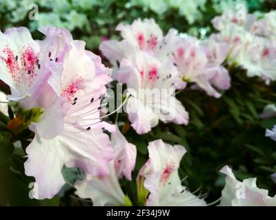 Blume Azalee blüht im Frühling. Hintergrund voller Blumen Japanische rosa Azalea. Stockfoto