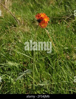 Blume des Hieracium aurantiacum am Waldrand Stockfoto