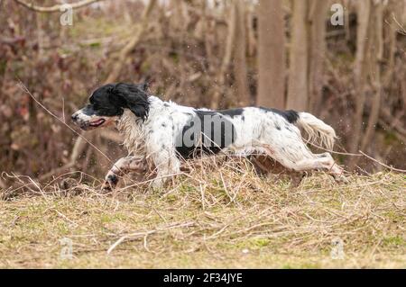 Schwarz-weiß englischer Springer Spaniel läuft während eines Jagdtages auf dem Land, die DOS sind mit Blut verschmutzt Stockfoto