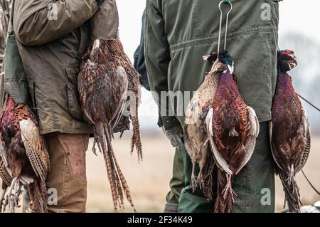 Wildhüter mit vielen toten Fasanen, die von ihren Schultern hängen. Nahaufnahme von toten Vögeln Stockfoto