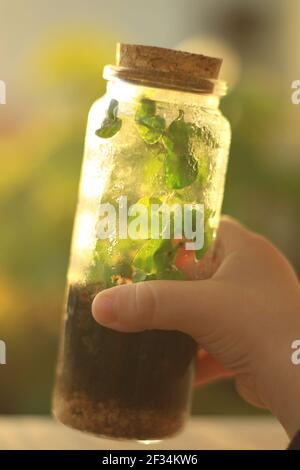 Ein Kleinkind hält ein Terrarium im Sonnenlicht. Die Pflanze ist die kriechende oder kletternde Feigenpflanze oder Ficus pumila. Stockfoto